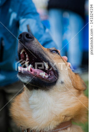 Close-up of a dog that opened its mouth with pleasure and a hand that strokes it. The concept of pets, affection, pleasure, love. High quality photo Close-up of a dog that opened its mouth with pleasure and a hand that strokes it. The concept of pets, affection, pleasure, love. High quality photo 141824194