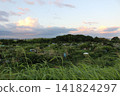 Field scenery, agriculture 141824297