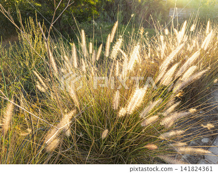 Golden wild fountain grass backlit by evening sunlight during golden hour creates a natural bokeh effect in an outdoor setting Golden wild fountain grass backlit by evening sunlight during golden hour creates a natural bokeh effect in an outdoor setting 141824361