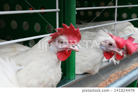 Chickens in a cage at a farm during the day Chickens in a cage at a farm during the day 141824476