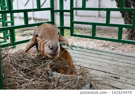 Goat eats hay in a wooden pen during the day Goat eats hay in a wooden pen during the day 141824478