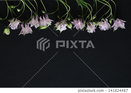 The picture shows white flowers that symbolize the theme of funerals and condolences. The picture shows white flowers that symbolize the theme of funerals and condolences. 141824487