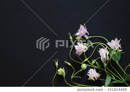 Delicate white flowers and buds arranged beautifully on a dark surface 141824489