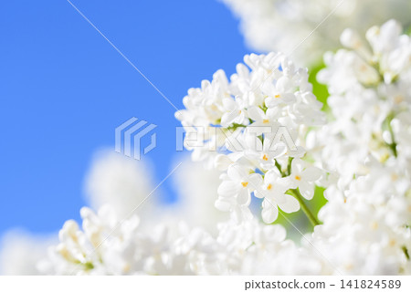 Close-up of white blooming lilac against bright blue sky Close-up of white blooming lilac against bright blue sky 141824589