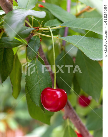 Ripe cherry suspended among green leaves 141824594