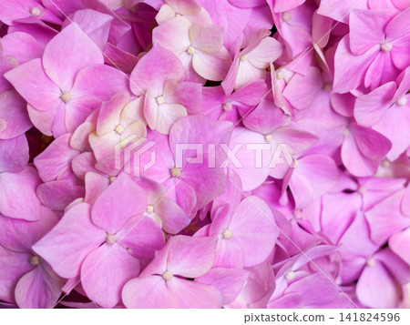 Pink hydrangea blossoms in soft focus with layered petals Pink hydrangea blossoms in soft focus with layered petals 141824596