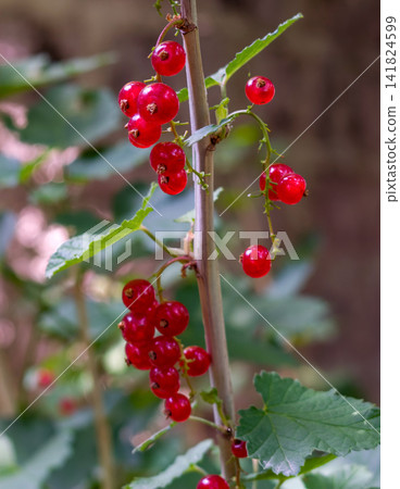 Red currants cluster on branch with green leaves Red currants cluster on branch with green leaves 141824599