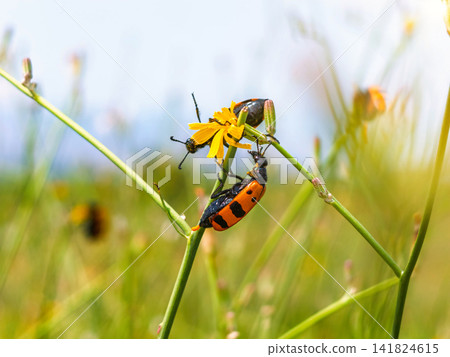 Black and orange beetles interact on yellow wildflower Black and orange beetles interact on yellow wildflower 141824615