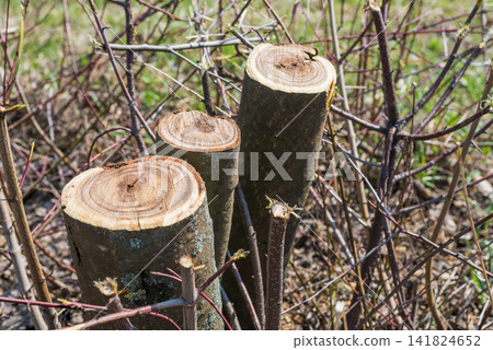 Trunks of trimmed trees Trunks of trimmed trees 141824652