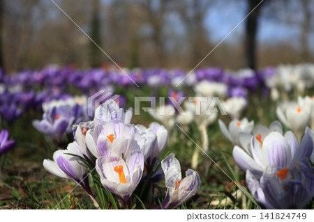 Crocuses growing in clusters along the roadside in Copenhagen in spring Crocuses growing in clusters along the roadside in Copenhagen in spring 141824749