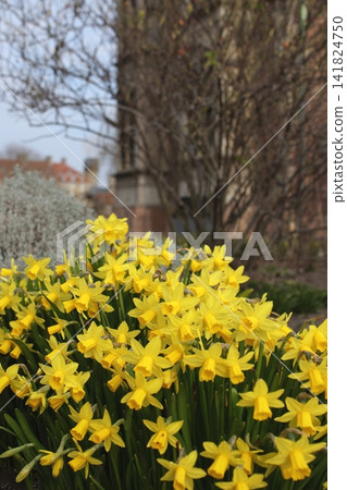 Yellow daffodils blooming in the King's Garden in Copenhagen Yellow daffodils blooming in the King's Garden in Copenhagen 141824750