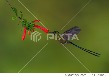 Male violet-tailed sylph hovers feeding on heliconia Male violet-tailed sylph hovers feeding on heliconia 141824842