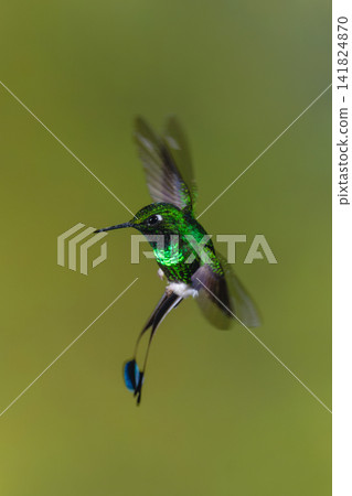 Male white-booted racket-tail flies twisting in mid-air Male white-booted racket-tail flies twisting in mid-air 141824870