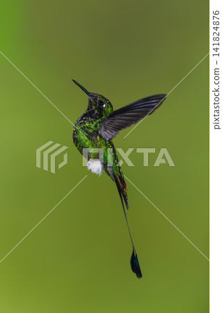 Male white-booted racket-tail hovers against green background Male white-booted racket-tail hovers against green background 141824876