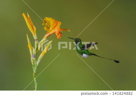 Male white-booted racket-tail hovers by canna lily 141824882