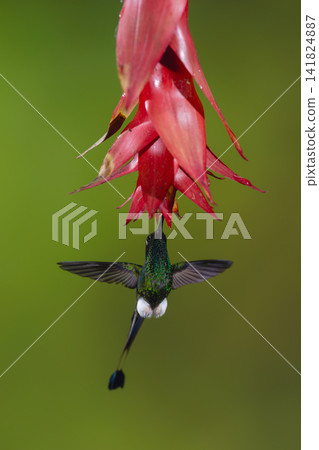 Male white-booted racket-tail hovers drinking below flower Male white-booted racket-tail hovers drinking below flower 141824887