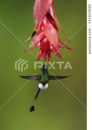 Male white-booted racket-tail hovers drinking beneath flower Male white-booted racket-tail hovers drinking beneath flower 141824888