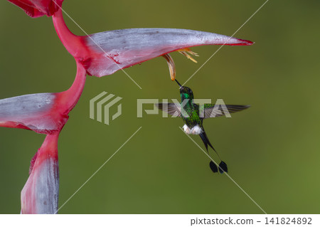 Male white-booted racket-tail hovers drinking under heliconia Male white-booted racket-tail hovers drinking under heliconia 141824892