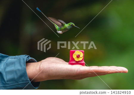 Male white-booted racket-tail over feeder on hand Male white-booted racket-tail over feeder on hand 141824910