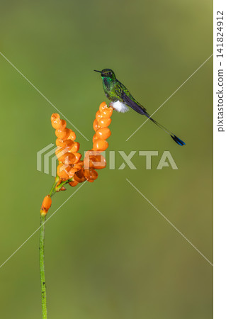 Male white-booted racket-tail turns head on flower Male white-booted racket-tail turns head on flower 141824912