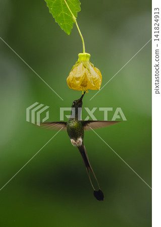 Male white-booted racket-tail under yellow flower drinking Male white-booted racket-tail under yellow flower drinking 141824913