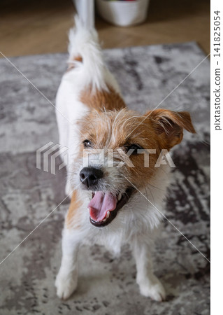 Happy Jack Russell terrier dog standing on rug at home. Small wire haired puppy looking up with open mouth. Happy Jack Russell terrier dog standing on rug at home. Small wire haired puppy looking up with open mouth. 141825054
