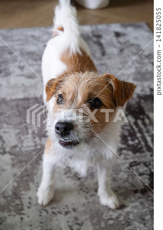 Jack Russell Terrier dog standing on rug. Puppy looking up with an inquisitive expression. Jack Russell Terrier dog standing on rug. Puppy looking up with an inquisitive expression. 141825055