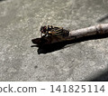 A cicada perched on a branch 141825114