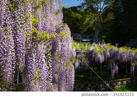 Wisteria flowers at Sasamuta Shrine Wisteria flowers at Sasamuta Shrine 141825133