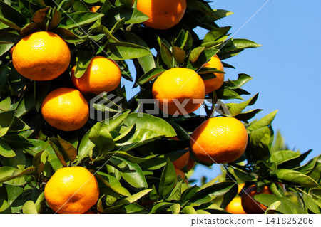 Orange garden Orange garden 141825206
