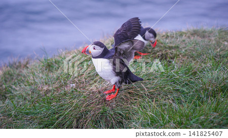 Atlantic Puffin Spreading Wings in Borgarfjordur Eystri, Iceland Atlantic Puffin Spreading Wings in Borgarfjordur Eystri, Iceland 141825407