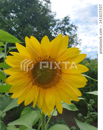 Close Up of Blooming Sunflower in Summer Field Under Clear Blue Sky 141825507