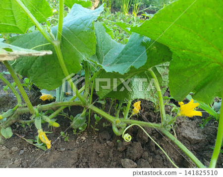 Close-up of young cucumber plant with small green fruits and bright yellow blossoms growing in fertile soil Close-up of young cucumber plant with small green fruits and bright yellow blossoms growing in fertile soil 141825510