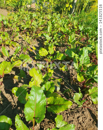 Rows of fresh green beetroot plants growing in rich soil under warm sunlight in an organic farm garden Rows of fresh green beetroot plants growing in rich soil under warm sunlight in an organic farm garden 141825516