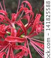 Red spider lilies, raindrops, and ants 141825588