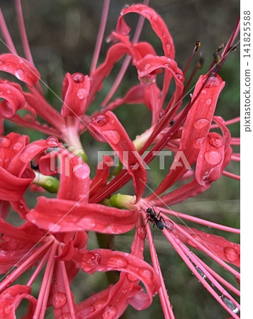 Red spider lilies, raindrops, and ants Red spider lilies, raindrops, and ants 141825588