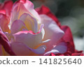 Pink and white roses blooming in the rose garden 141825640