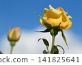 Yellow roses reaching for the blue sky 141825641