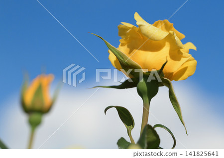Yellow roses reaching for the blue sky Yellow roses reaching for the blue sky 141825641