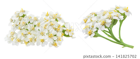 fresh yarrow flowers isolated on white background fresh yarrow flowers isolated on white background 141825702