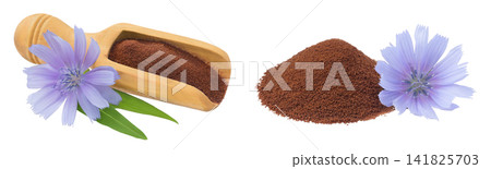 Chicory powder in wooden scoop and flower isolated on white background. Cichorium intybus. Chicory powder in wooden scoop and flower isolated on white background. Cichorium intybus. 141825703