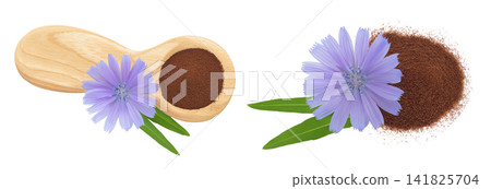 Chicory powder in wooden spoon and flower isolated on white background. Cichorium intybus. Top view. Flat lay Chicory powder in wooden spoon and flower isolated on white background. Cichorium intybus. Top view. Flat lay 141825704