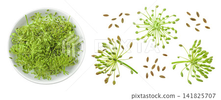 Dill herb or Anethum graveolens flower isolated on white background. Top view. Flat lay 141825707