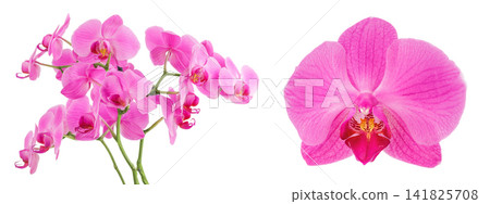 Phalaenopsis orchid branch isolated on white background Phalaenopsis orchid branch isolated on white background 141825708