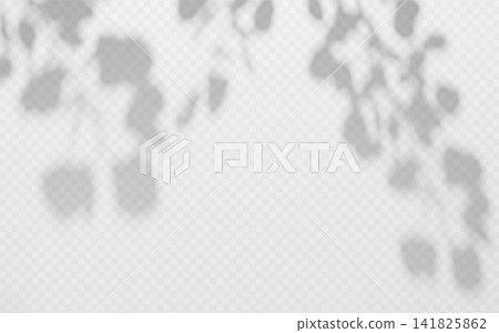Botanical leaf shadow overlay on transparent background. Delicate plant silhouette for wall lighting effect. Botanical leaf shadow overlay on transparent background. Delicate plant silhouette for wall lighting effect. 141825862