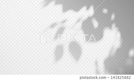Botanical leaf shadow overlay on transparent background.. Natural blurred branch design element for organic texture background. Botanical leaf shadow overlay on transparent background.. Natural blurred branch design element for organic texture background. 141825882