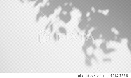 Botanical leaf shadow overlay on transparent background.. Natural blurred branch design element for organic texture background. Botanical leaf shadow overlay on transparent background.. Natural blurred branch design element for organic texture background. 141825888