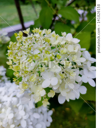 Soft pastel hydrangea petals with delicate white and yellow hues at garden. Soft pastel hydrangea petals with delicate white and yellow hues at garden. 141826158