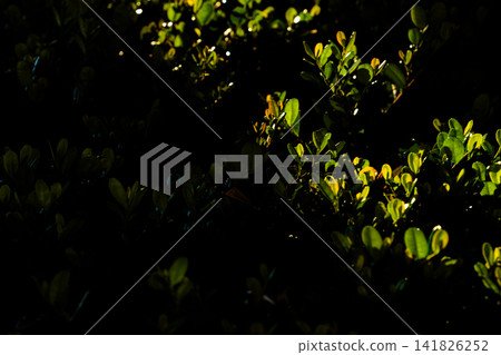 陽光穿透的草地 陽光穿透的草地 141826252