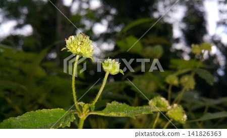 Flowers that haven't bloomed yet. Flowers that haven't bloomed yet. 141826363